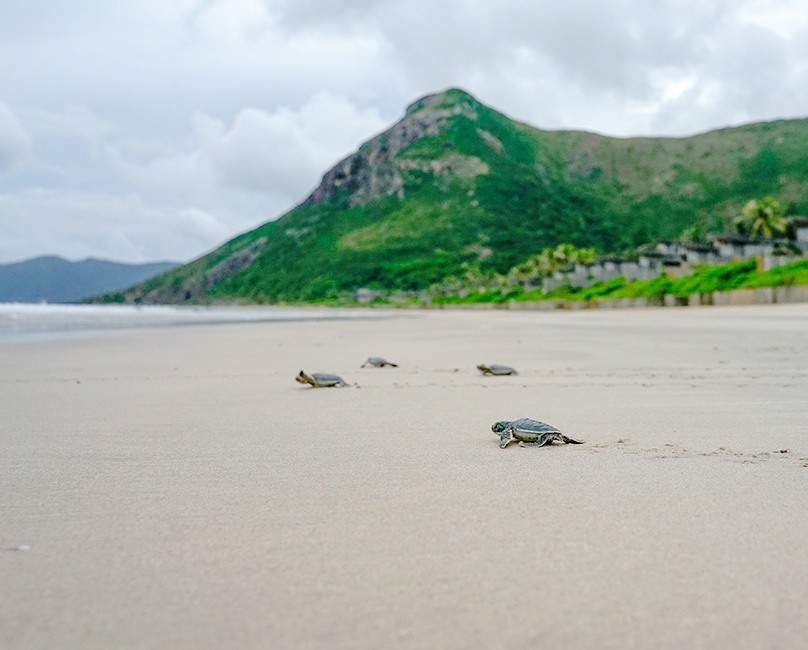 Baby turtles at Six Senses Con Dao