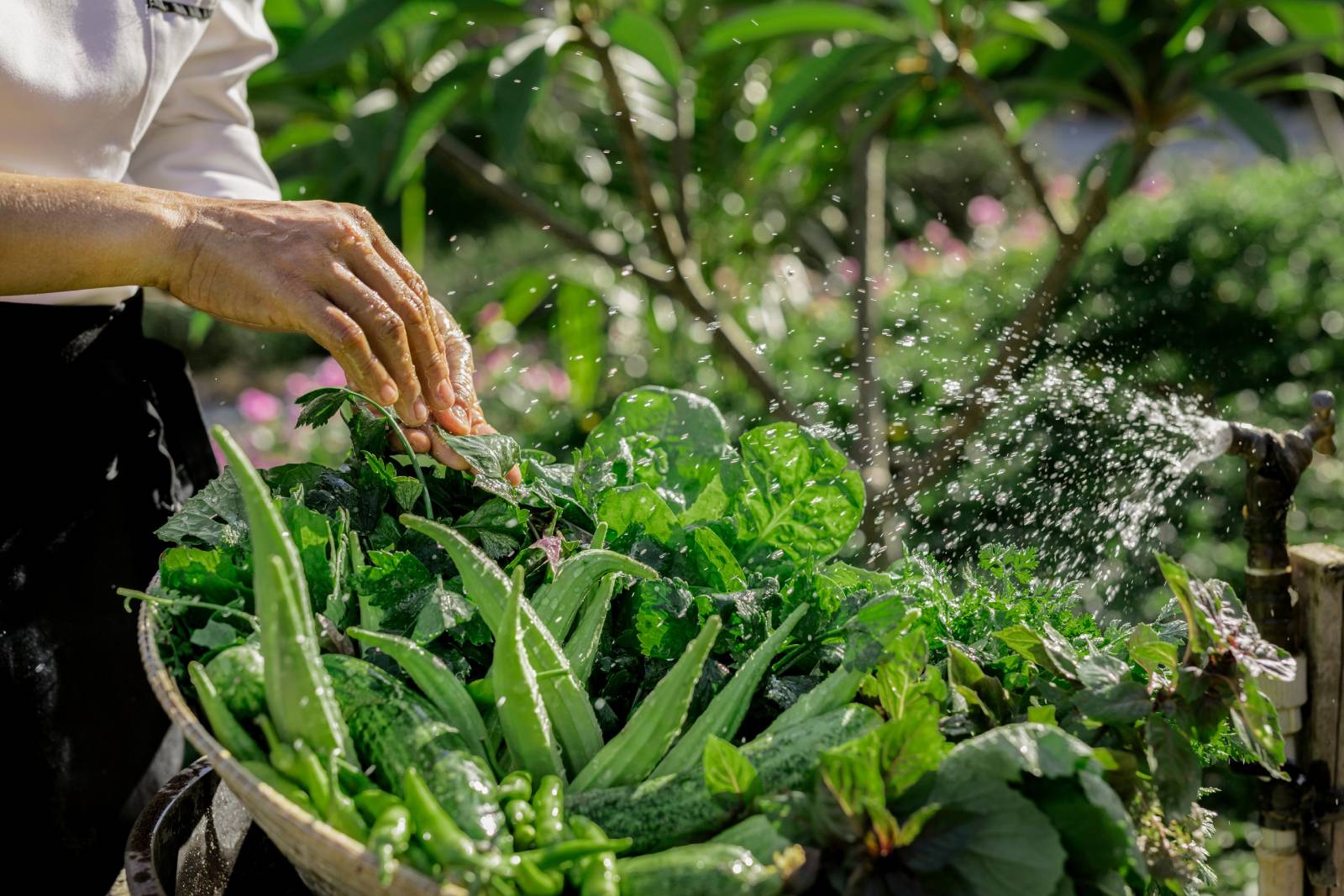 woman cleaning freshly picked vegetables from Six Senses organic garden