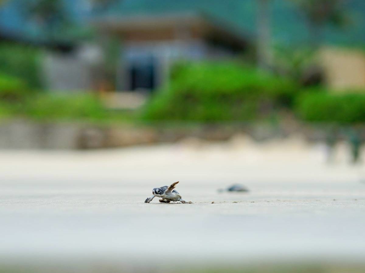 Six Senses Con Dao | Turtle Hatchling Release | Ecotourism Six Senses Con Dao | Turtle Hatchling Release | Ecotourism