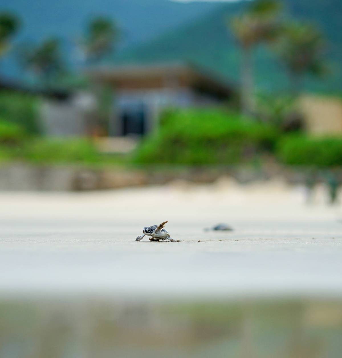 Newly hatched turtles swimming to the ocean of Con Dao Island