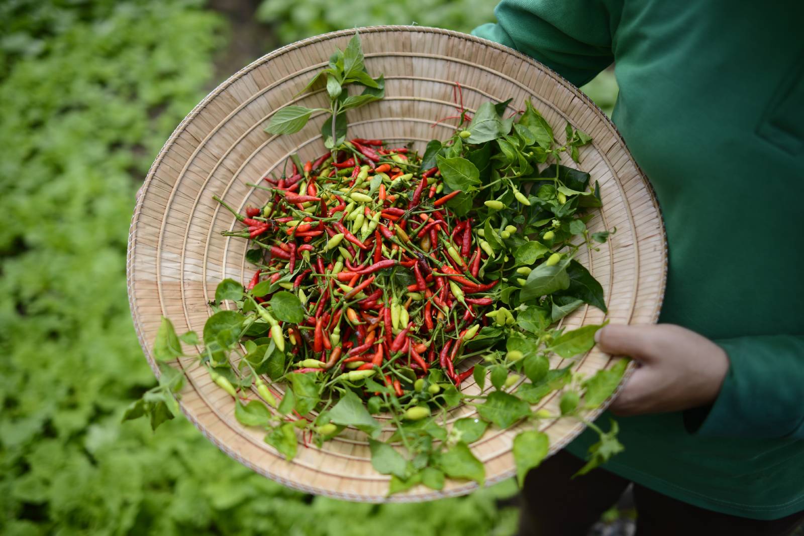 conical hat full of freshly harvested chilies