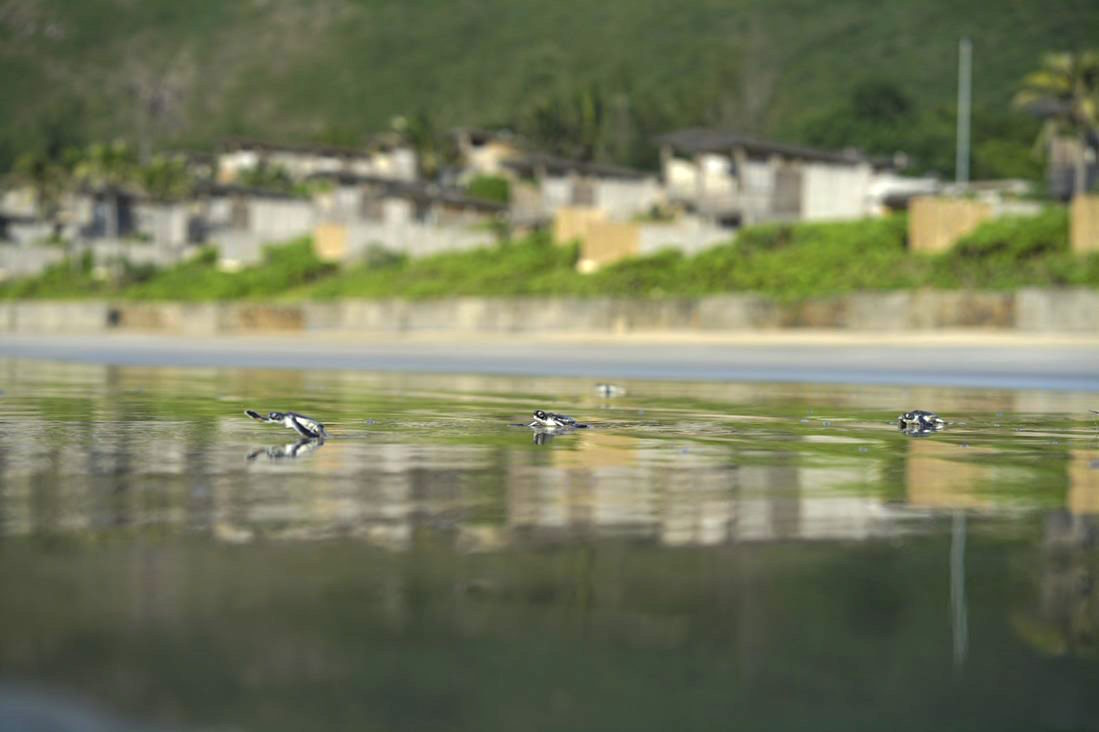 Newly hatched turtles swimming to the ocean