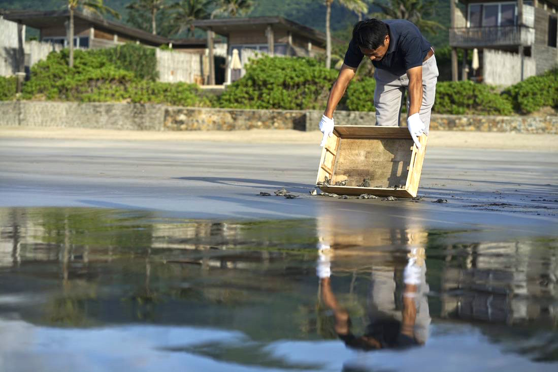 Man releasing newly hatched turtles