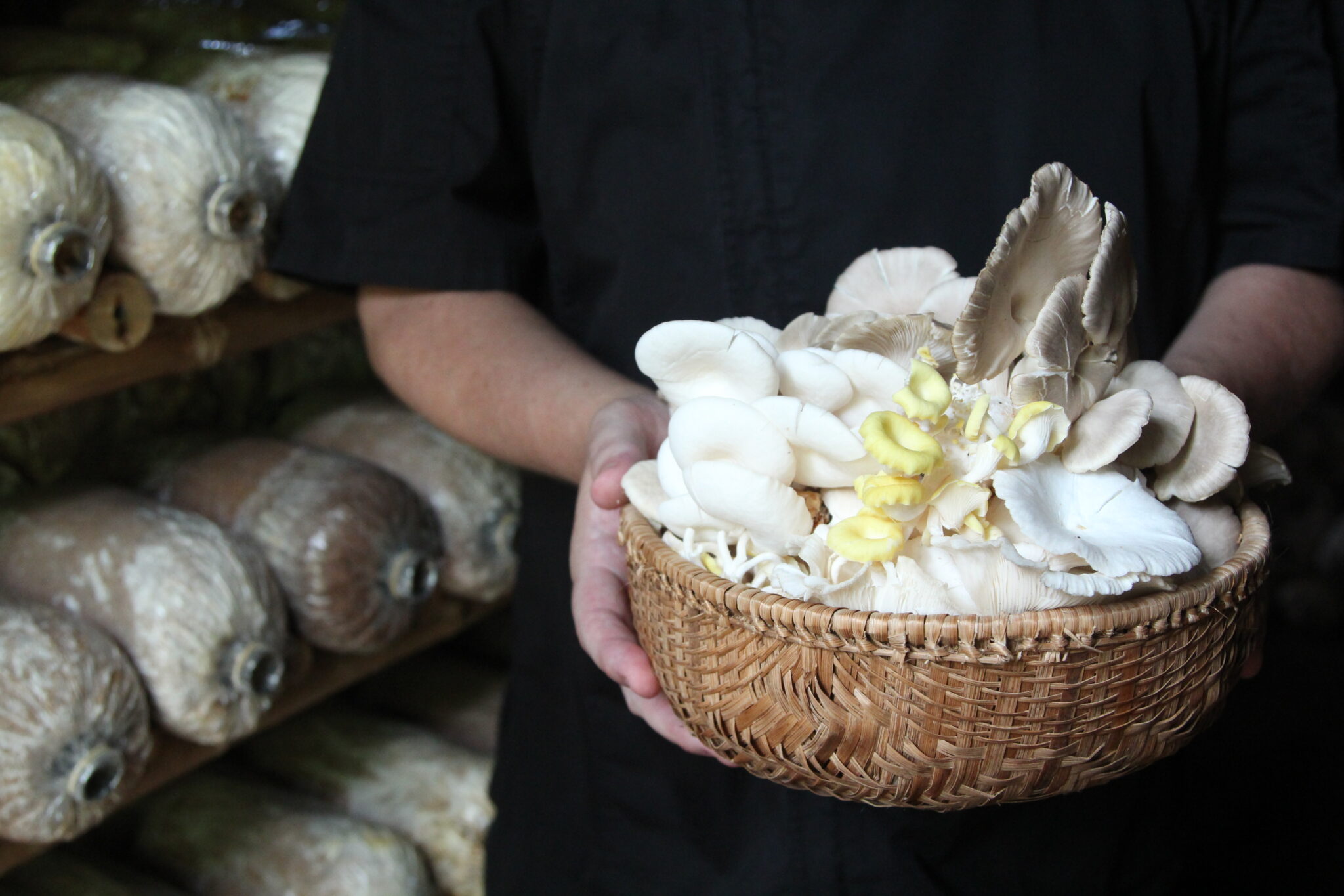 Organic Mushrooms grown at Sense of Gardening Six Senses Con Dao in resort organic 1500 m square garden