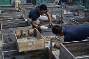 Collecting Turtle Eggs