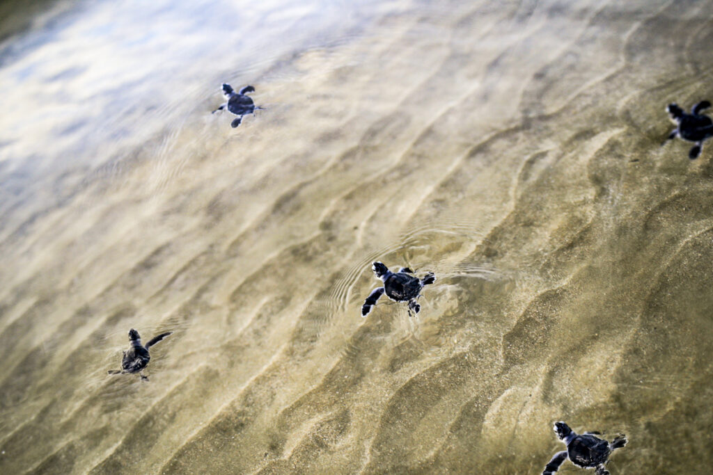 Swimming Turtles