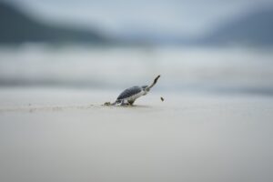 Turtles Releasing_2