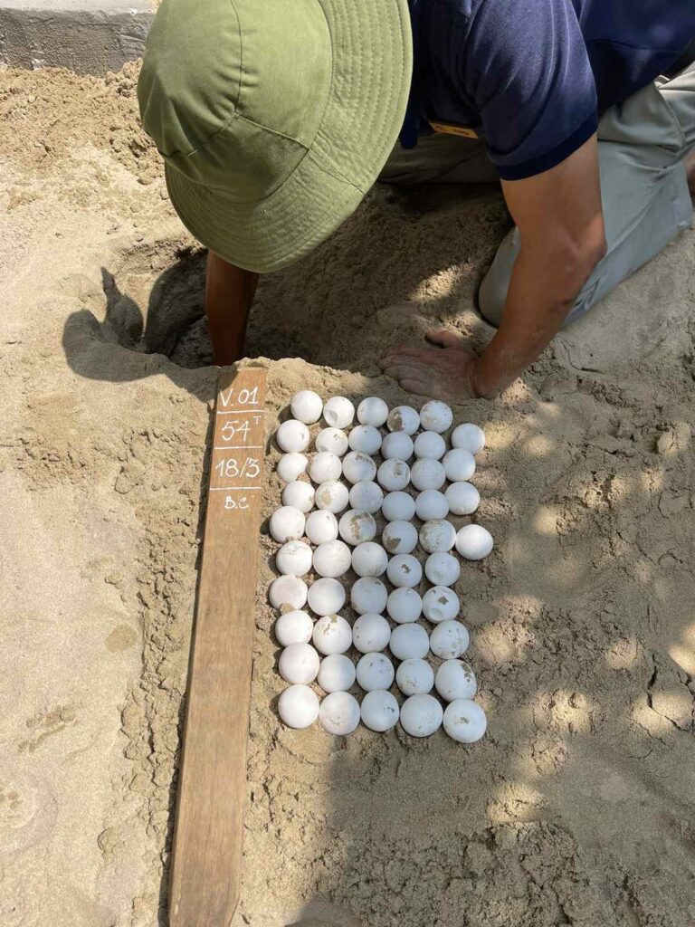 Our team ensuring the best possible incubation environment for every single egg.