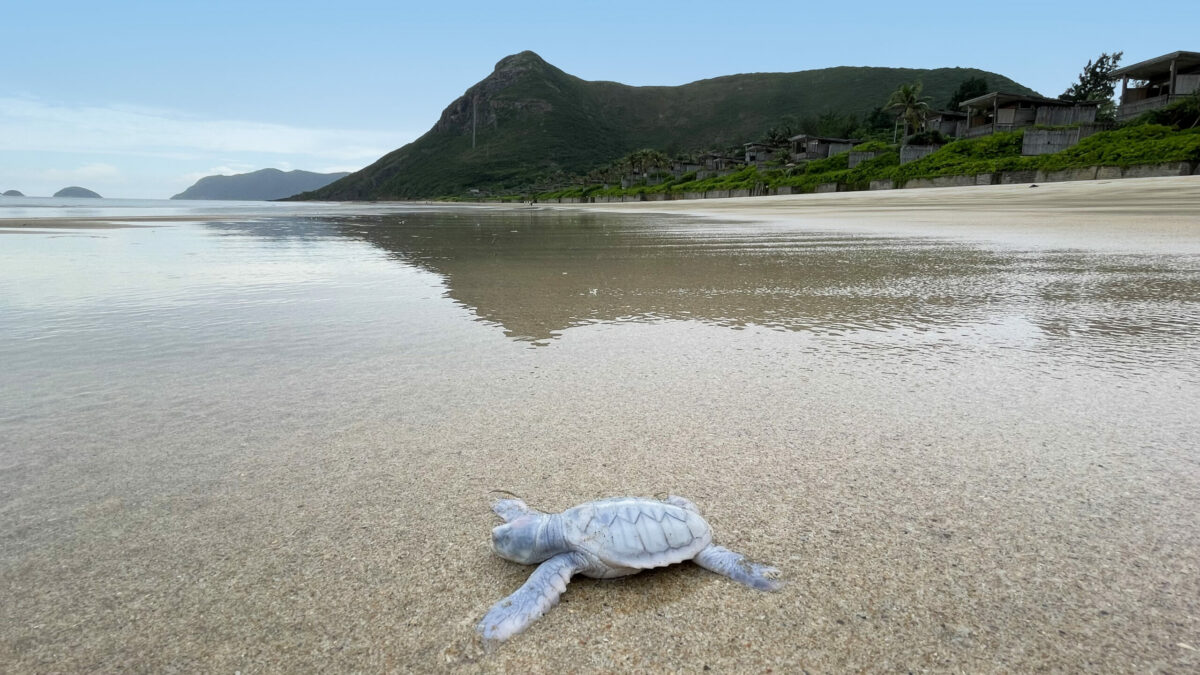oo__srhn__☆digne sheer turtle WAD Zazu the Sea Turtle | Scheepjes
