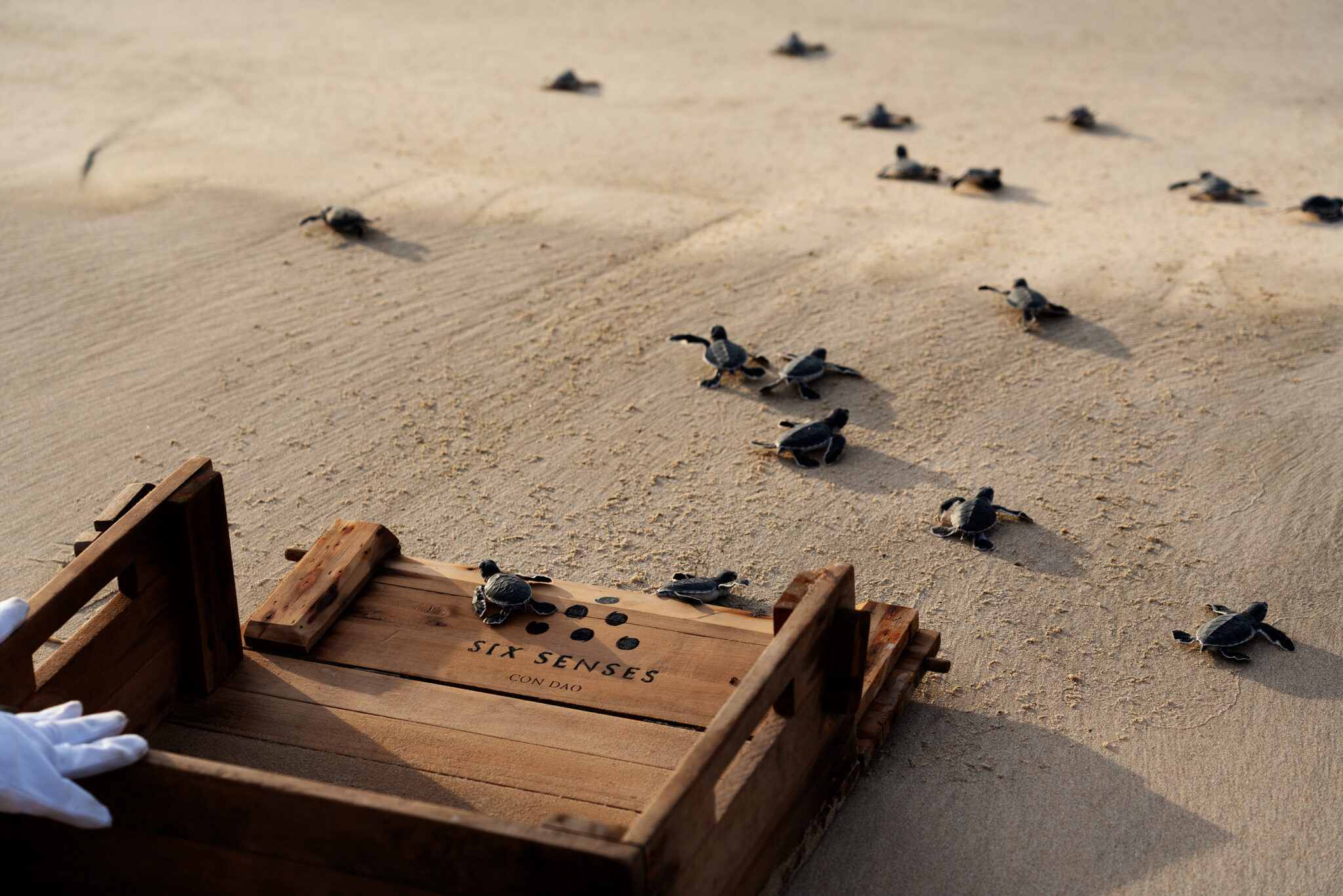 Restraining Turtle World Turtle Day 2025: Turtle Conservation at Six Senses Con Dao