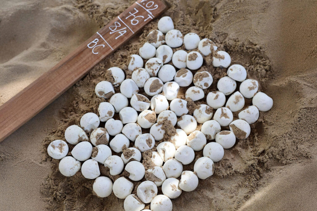 Six Senses Con Dao_Turtle Eggs (1)