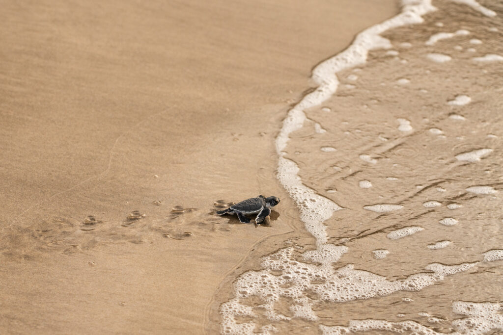 Turtle Release (1) (1) (1)